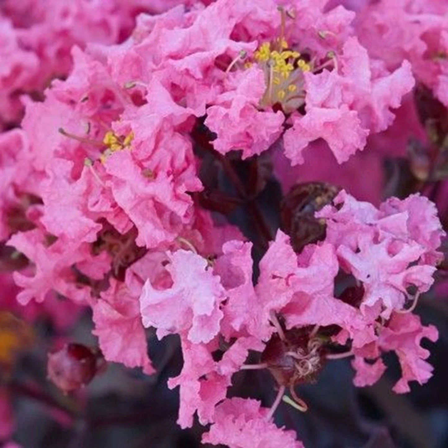 Shell Pink Cape Myrtle Seeds | Lagerstroemia indica | Perennial Flower Seeds for Garden, Landscape & Container Planting