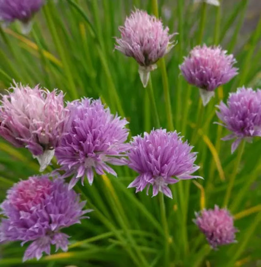 Chives Seeds - 500 Non-GMO Culinary Herb Seeds - Perennial Allium schoenoprasum for Herb Garden and Salad Flavor