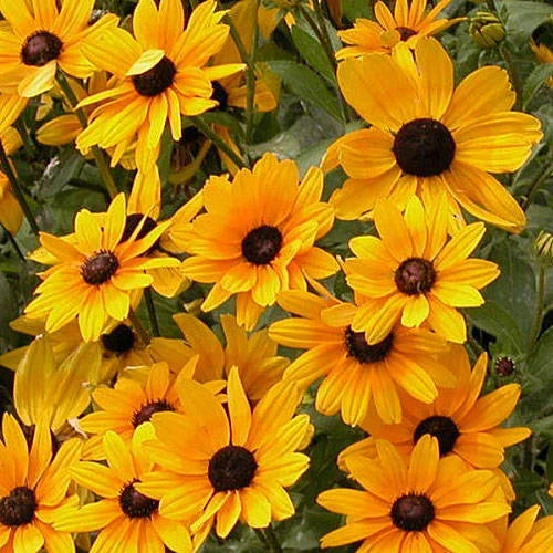 Black Eyed Susan Seeds - Rudbeckia hirta, Full Sun, Butterfly Attracting, Rapid Spreader, Perennial, 1-3 ft