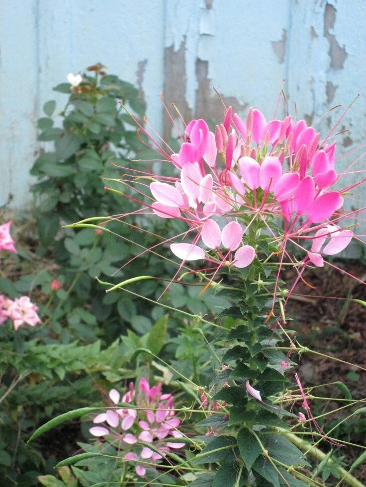 Light Pink Spider Seeds - 100 Count Clome Spinosa Perennial - US Seller