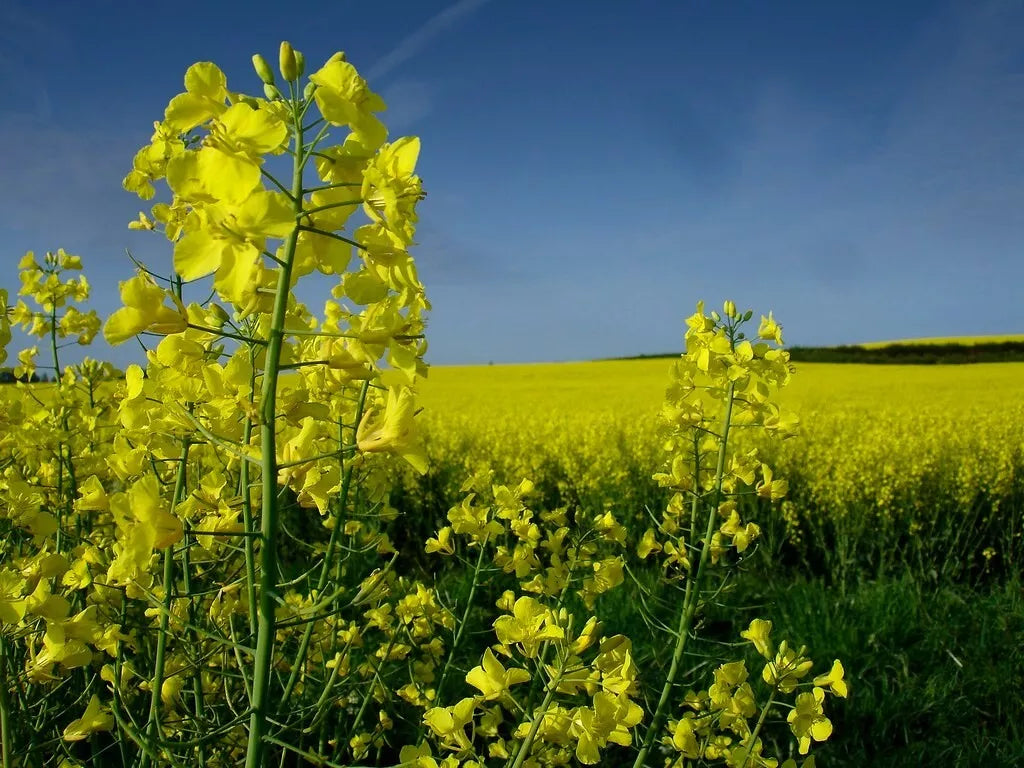 Organic Canola Rapeseed Seeds - Brassica napus - Non-GMO, Heirloom, 20+ Seeds for Planting