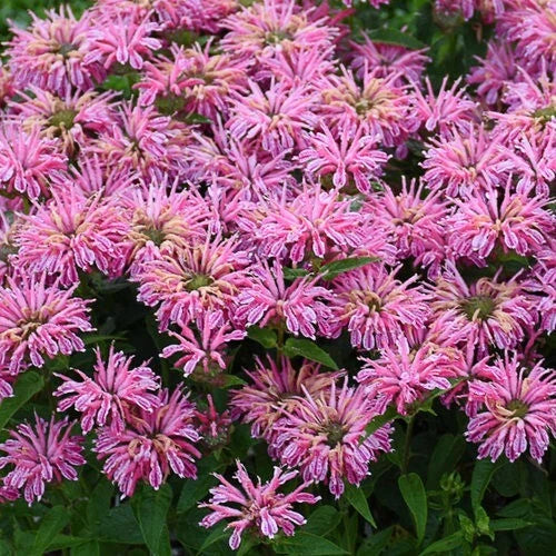 Pink Bee Balm Seeds - 100 Count, Hummingbird & Pollinator Flower Seeds, Monarda didyma, Perennial Garden Seeds