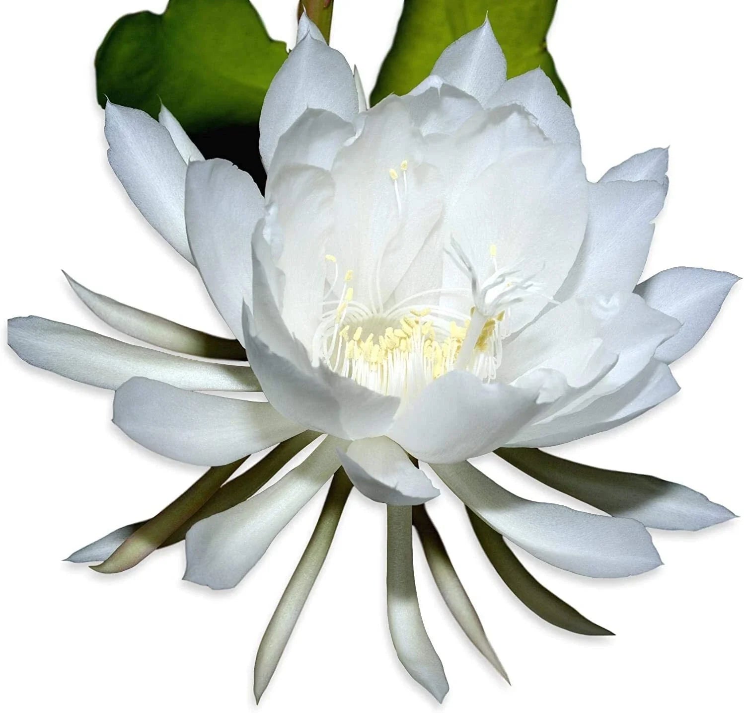 Rooted Live Epiphyllum Oxpetalum Orchid Plant Queen of the Night White Blooming Flower