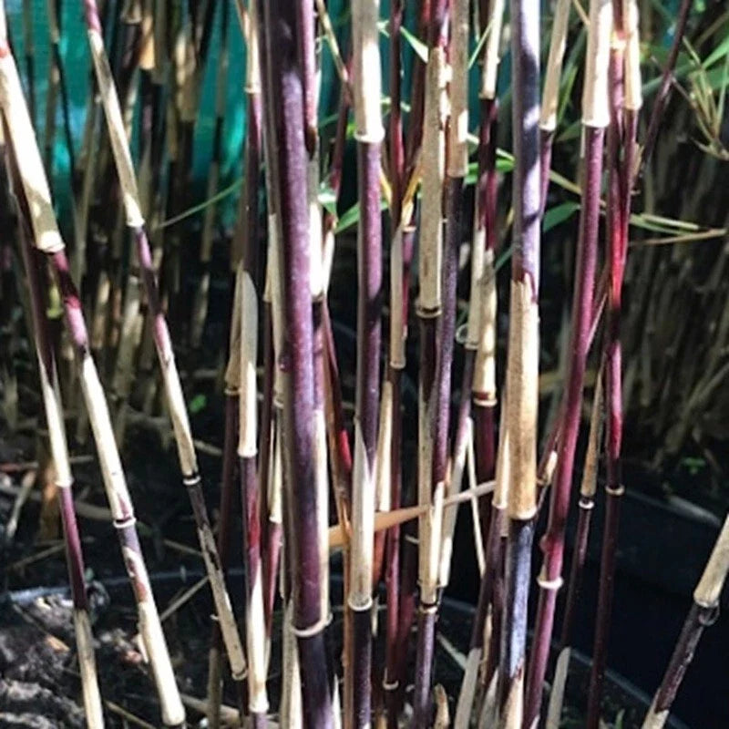 Purple Bamboo Seeds - Clumping Privacy Screening Plants for Garden Shade - Phyllostachys nigra - 50 Seeds