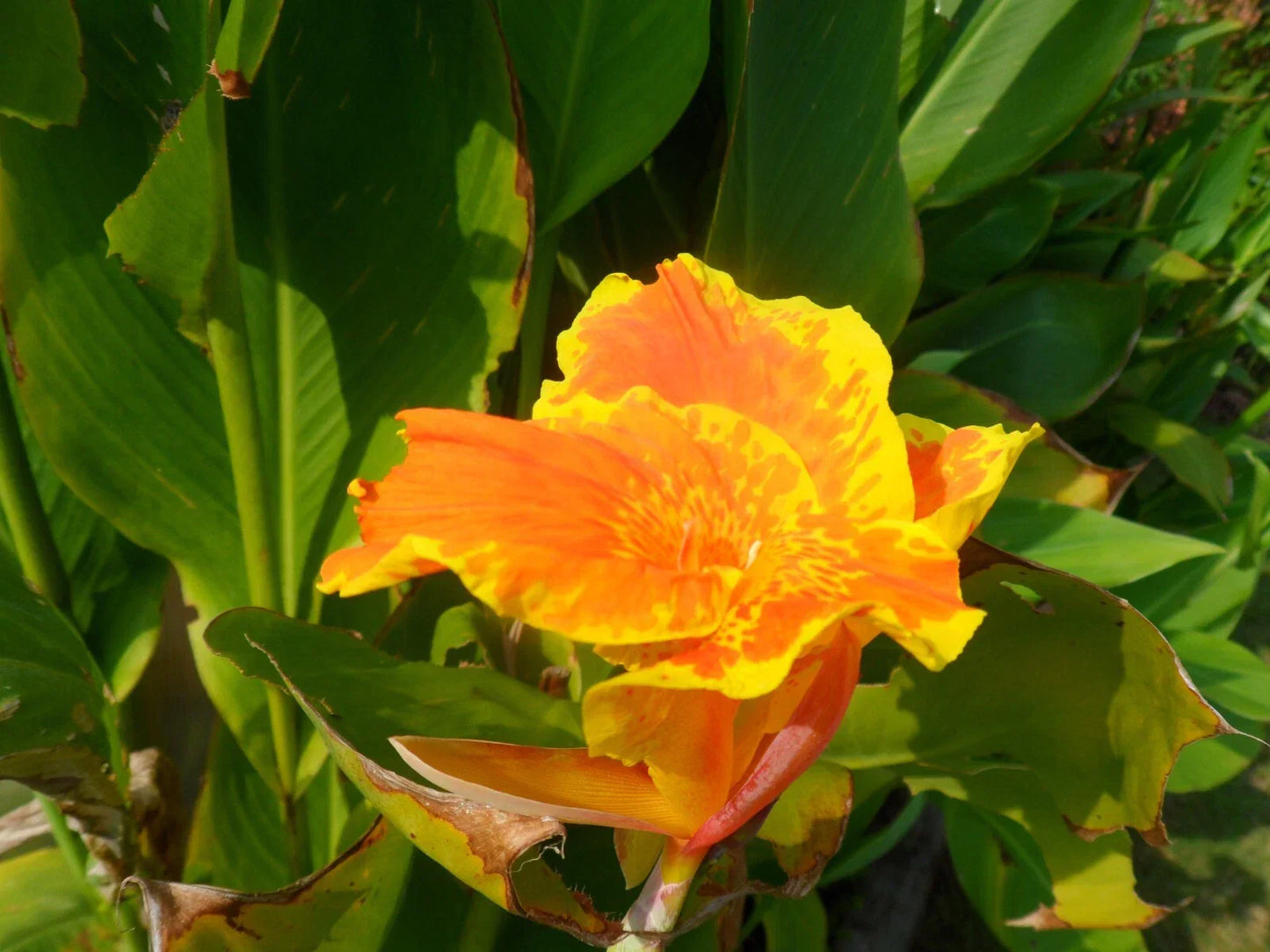 Canna Lily Florence Vaughan Rhizome - Tropical Canna indica Plant