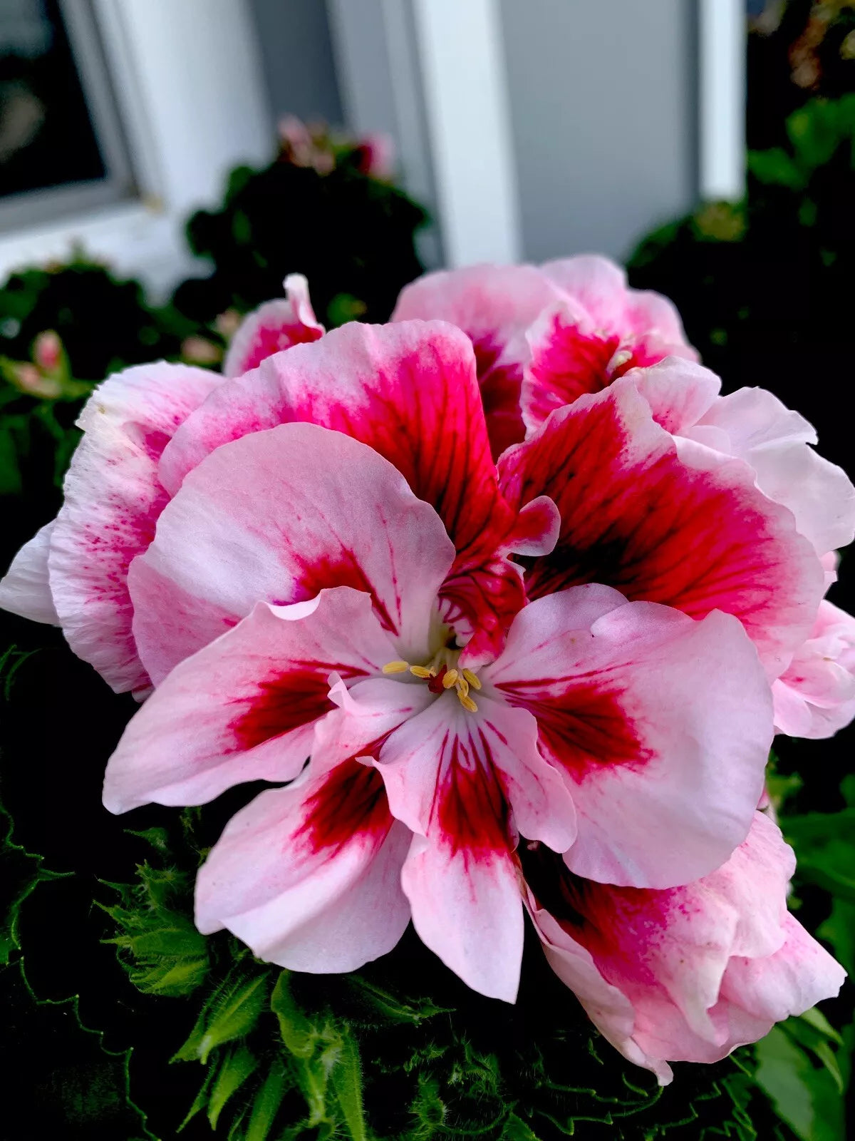 Geranium Live Plant Cuttings 6 Inch White and Maroon Center Perennial Pelargonium Set of 3