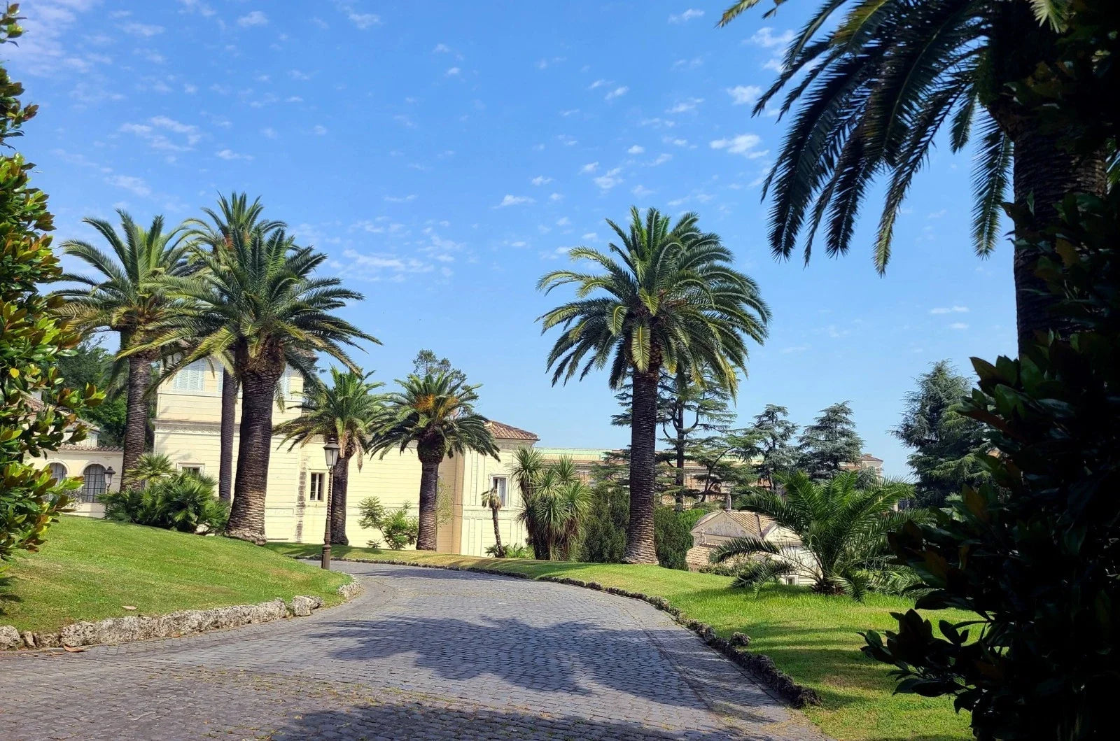 Canary Island Date Palm Seeds - Phoenix Canariensis - Tropical Fronds, Hardy Tree Seeds, 10 Pack