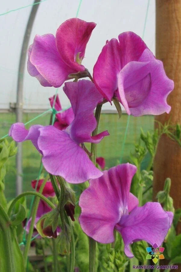 Richard and Judy Sweet Pea Seeds - 50+ Heirloom Lathyrus odoratus for Garden Planting, Climbing Vine, Fragrant Blooms