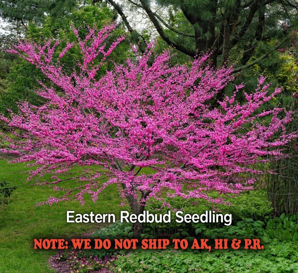 Eastern Redbud Tree - Cercis canadensis - Quart Pot, Flowering Ornamental Tree