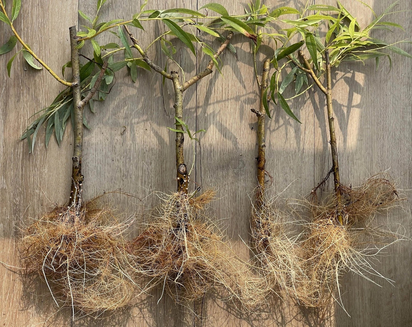Plumeria Cuttings 8-10" Single Tip - Colorful Frangipani Variety - Plumeria spp. Tropical Garden Planting Material