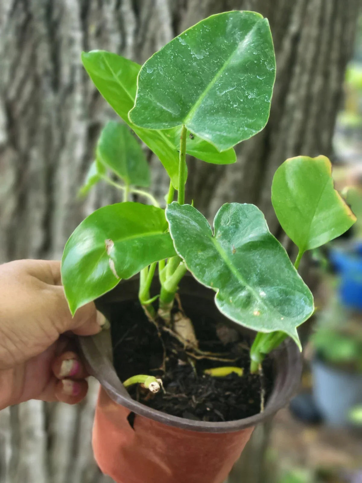 Burle Marx Philodendron Bare Roots Plant - Tropical Green Foliage