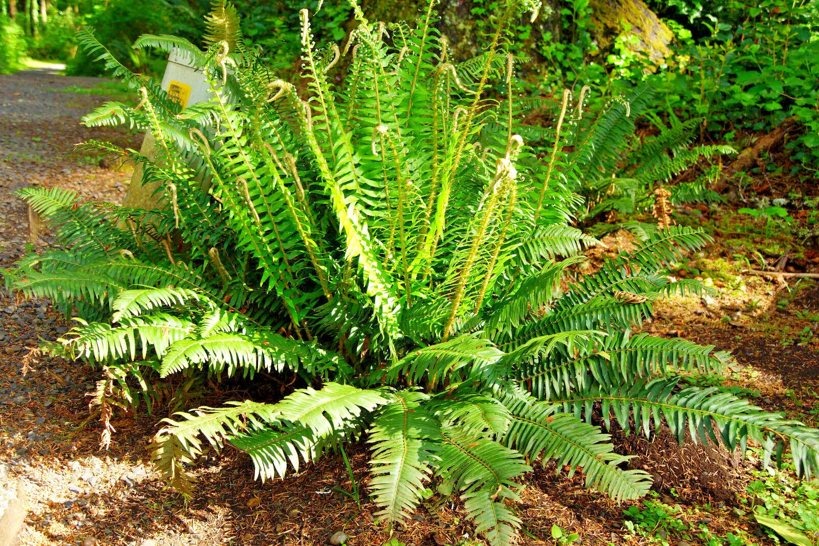 Western Sword Fern Spores – Large 3' x 3' Polystichum munitum Hardy to -4°F for Shady Gardens