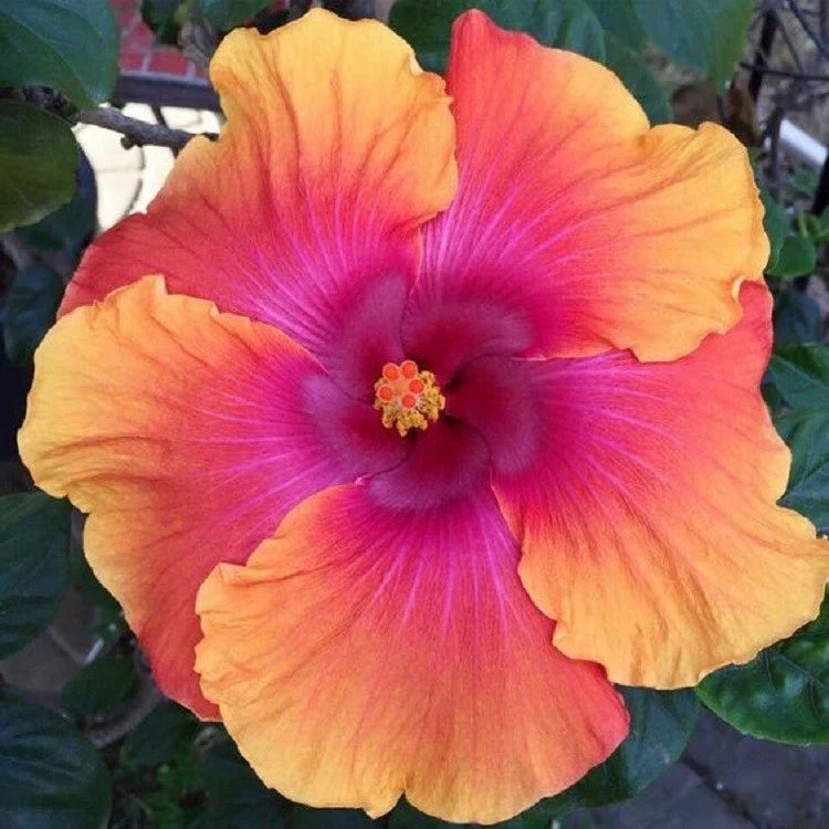 Hibiscus Seeds - Perennial Orange Pink Flower Seeds - Hibiscus rosa-sinensis - 20 Pack for Garden, Borders, Containers