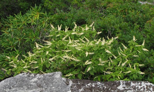 Mountain Pepper Bush Seeds - 30+ Clethra acuminata Aromatic Shrub Seeds for Native Garden, Pollinator Attractant