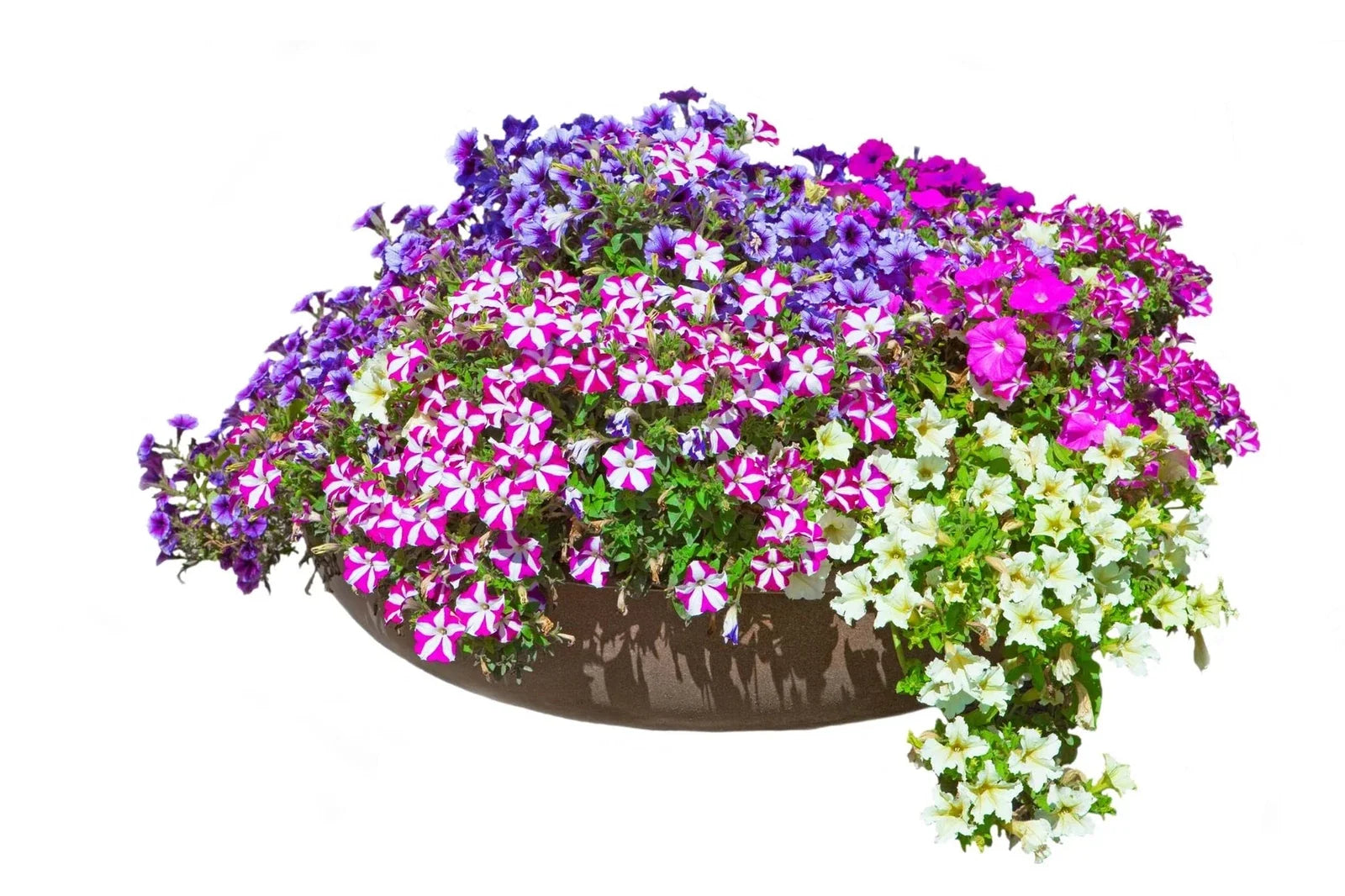 Petunia Flower Seeds | 200+ Non-GMO Seeds for Vibrant Blooms | Compact Petunia Ã— atkinsiana Seeds for Garden & Containers