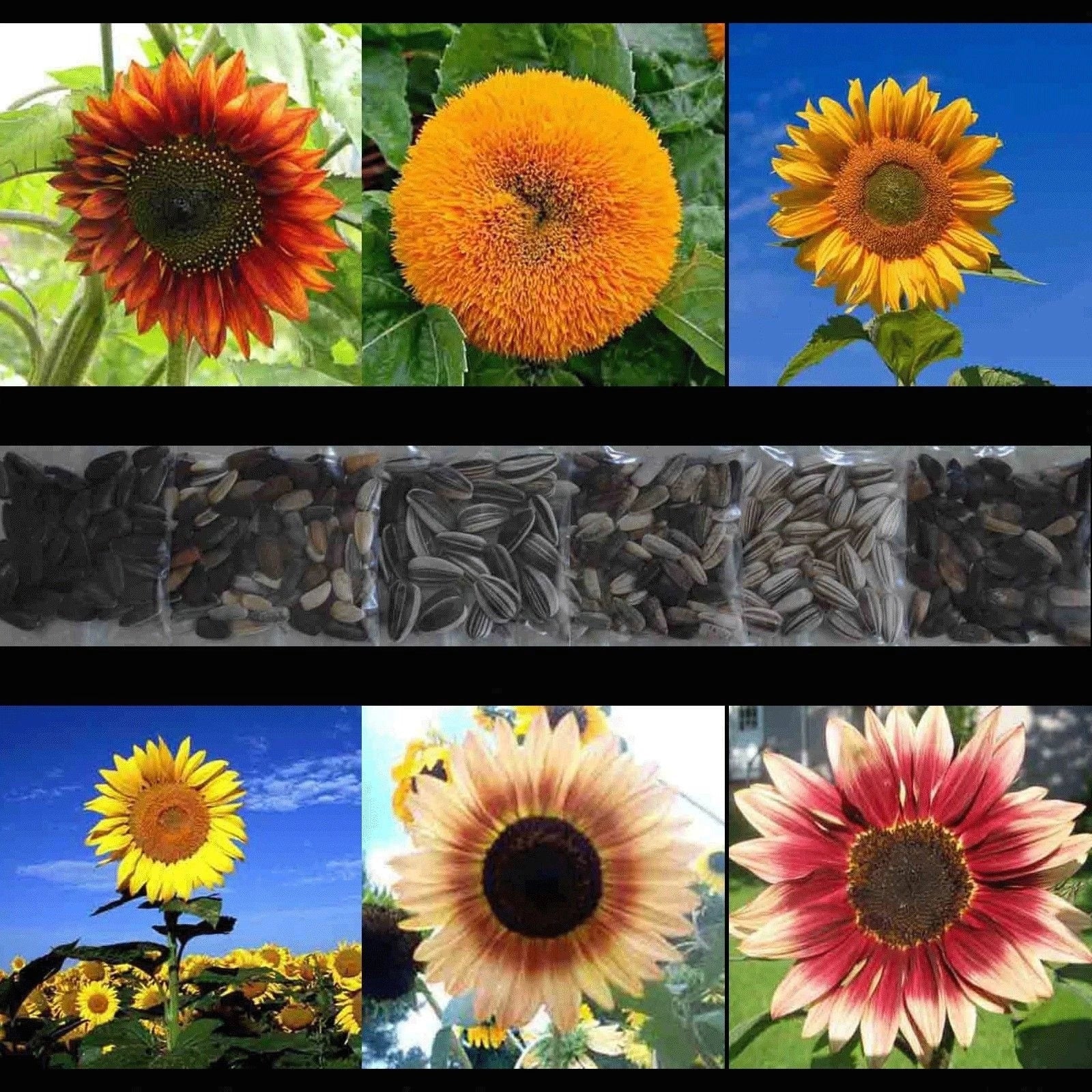 Sunflower Seed Mix - 150+ Rare Giant Varieties in Multiple Colors - Helianthus annuus Seed Packet
