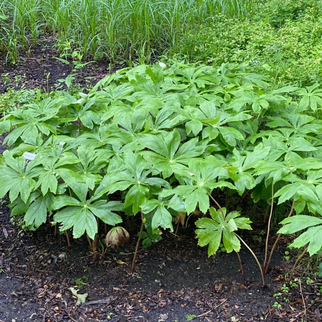XXL Mayapple Rhizomes 5-Pack Bare Root Herb for Shade, Podophyllum peltatum, Appalachian Native Plant