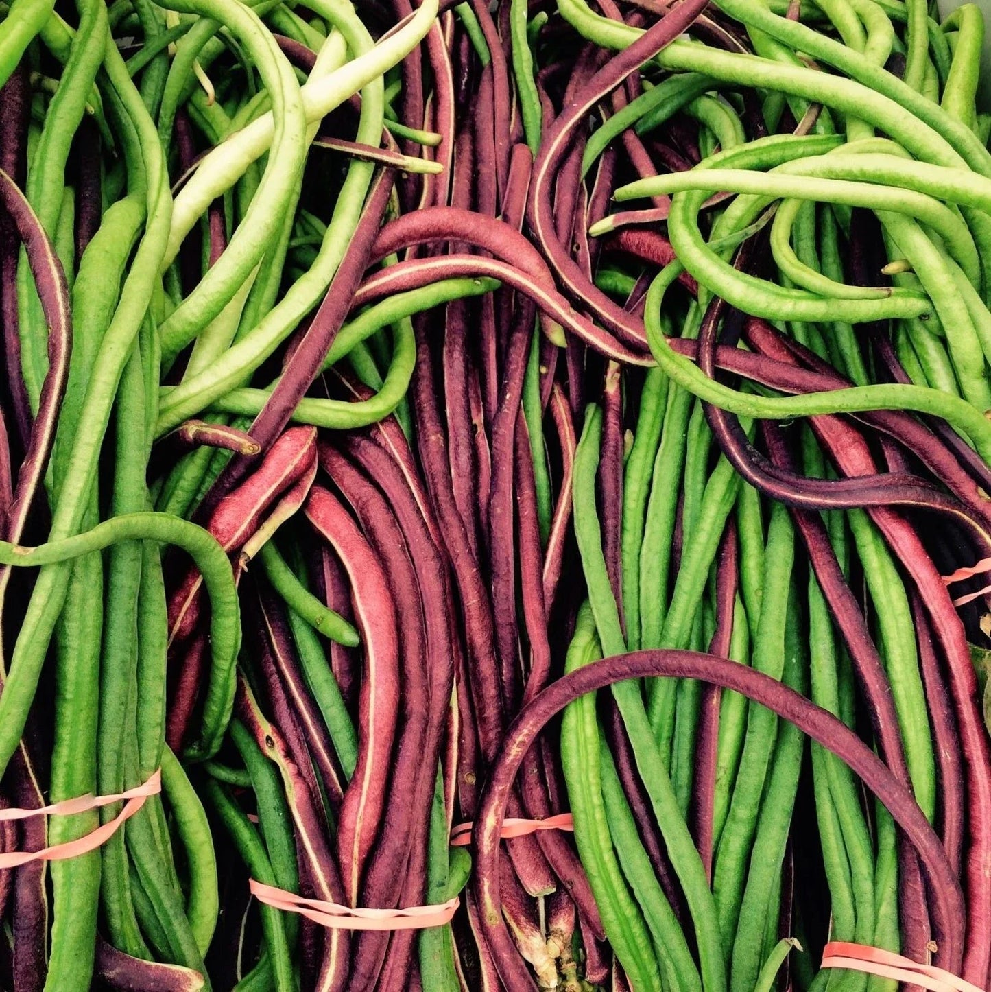 Yard Long Bean Seeds - 2 Color Mix Red & Green - Asian Vegetable Vigna unguiculata subsp. sesquipedialis, Climbing Vine, Non-GMO