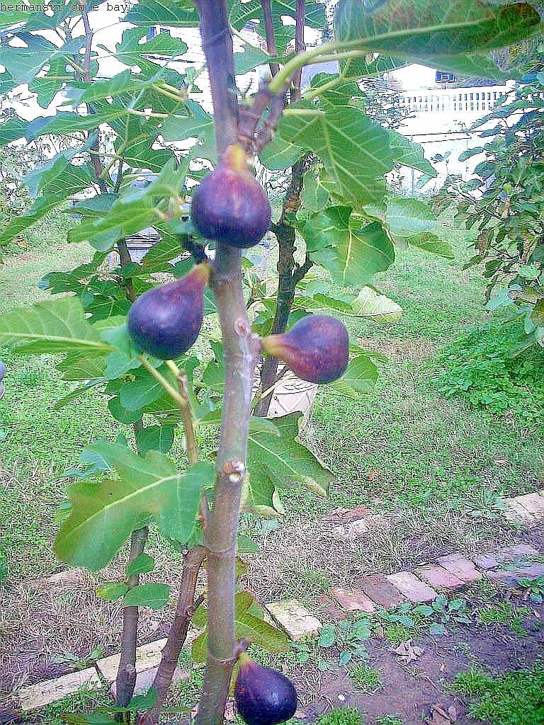 Fig Tree Cuttings 6 pcs Vasilika Black Ficus carica Hardy Easy to Grow for Gardens & Containers
