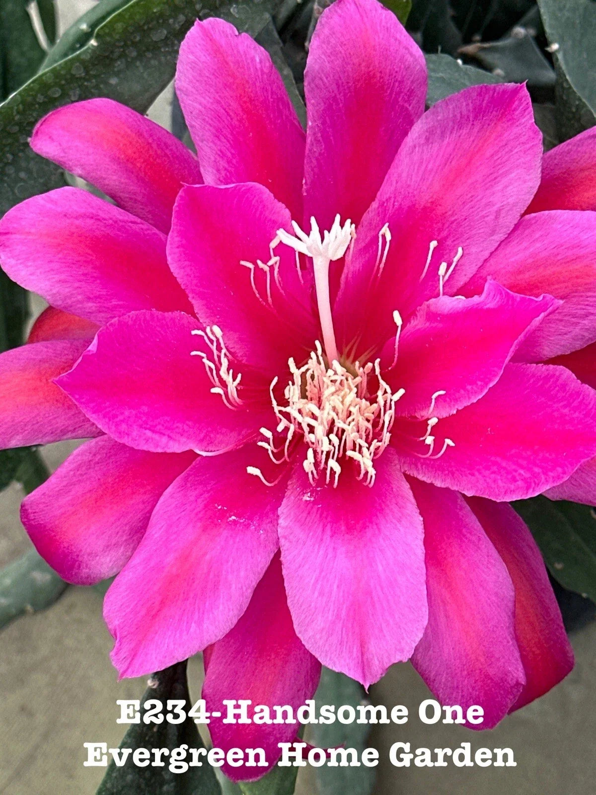 Rooted Epiphyllum Orchid Cactus Plant in 4" Pot – Unique Houseplant for Indoor Gardening, Epiphyllum spp.