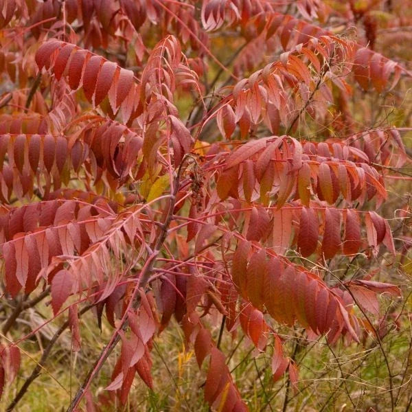 Smooth Sumac Plant Set of 2 – Edible Berries, Fall Color, Rhus glabra Bare Root Hardy Shrub for Garden