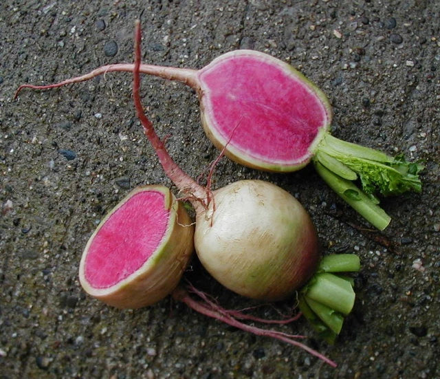 Watermelon Radish Seeds - Heirloom Raphanus sativus Vegetable Seeds