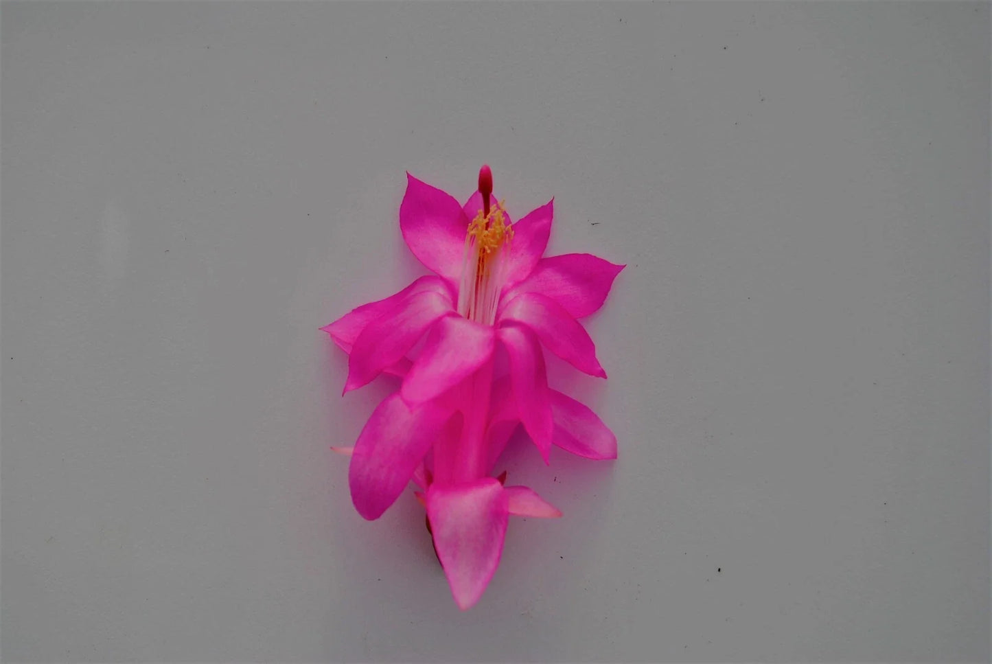 Christmas Cactus Starter Plant - Jolly Dancer Schlumbergera Truncata - Well-Rooted Small Indoor Plant