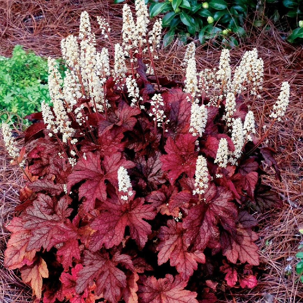 Heucherella 'Red Rover' Coral Bells Bare Root Perennial Plant Zone 4-9, Coppery Red Foliage, Shade Garden Plant