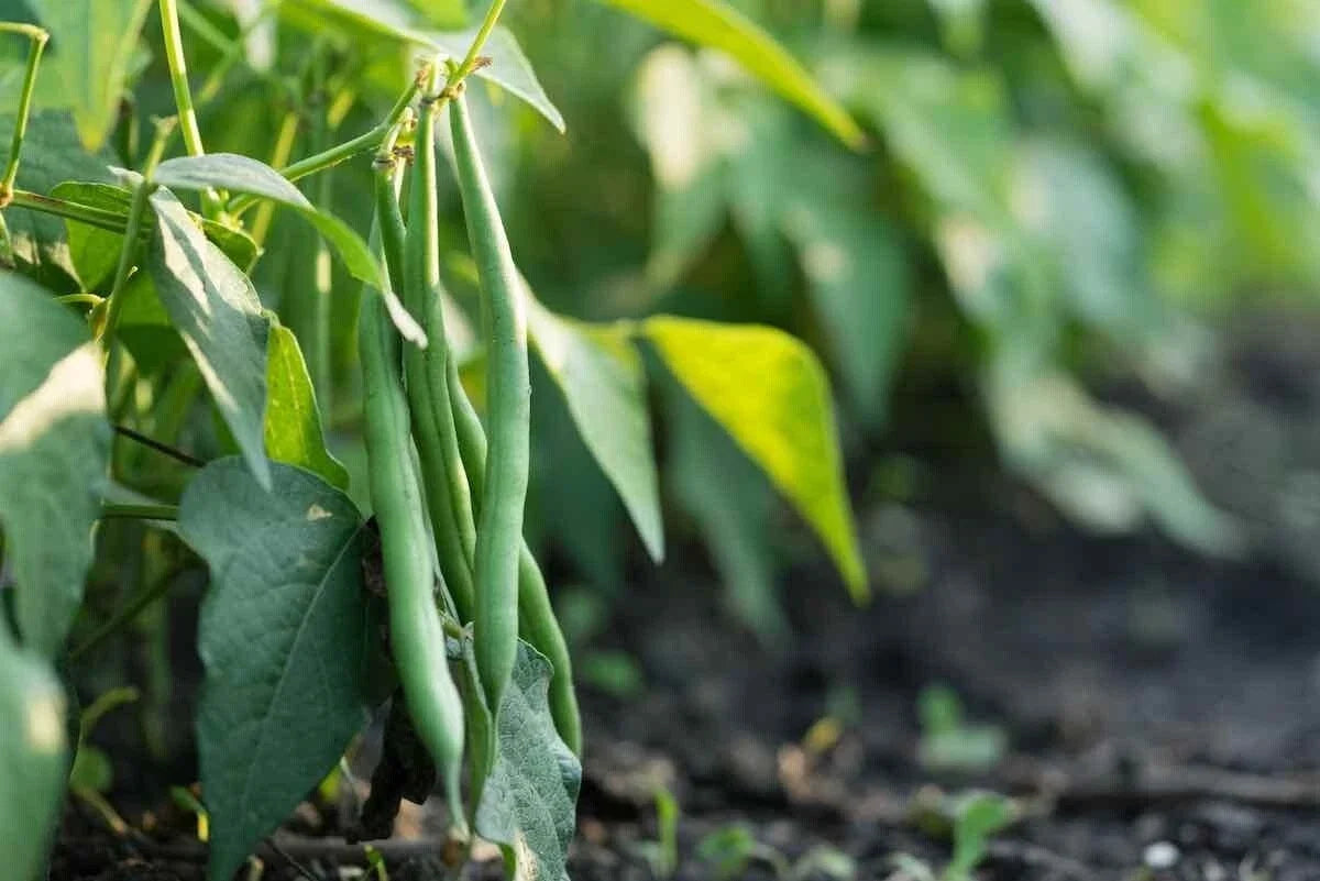 Jade Bush Green Bean Seeds - Stringless Non-GMO Phaseolus vulgaris - Compact Bush, Full Sun, Easy Grow Seed Pack