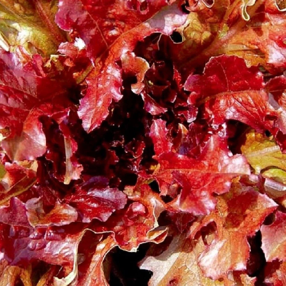 Red Salad Bowl Lettuce Seeds - Heirloom NON-GMO Garden Seeds for Home Gardening, Lactuca sativa