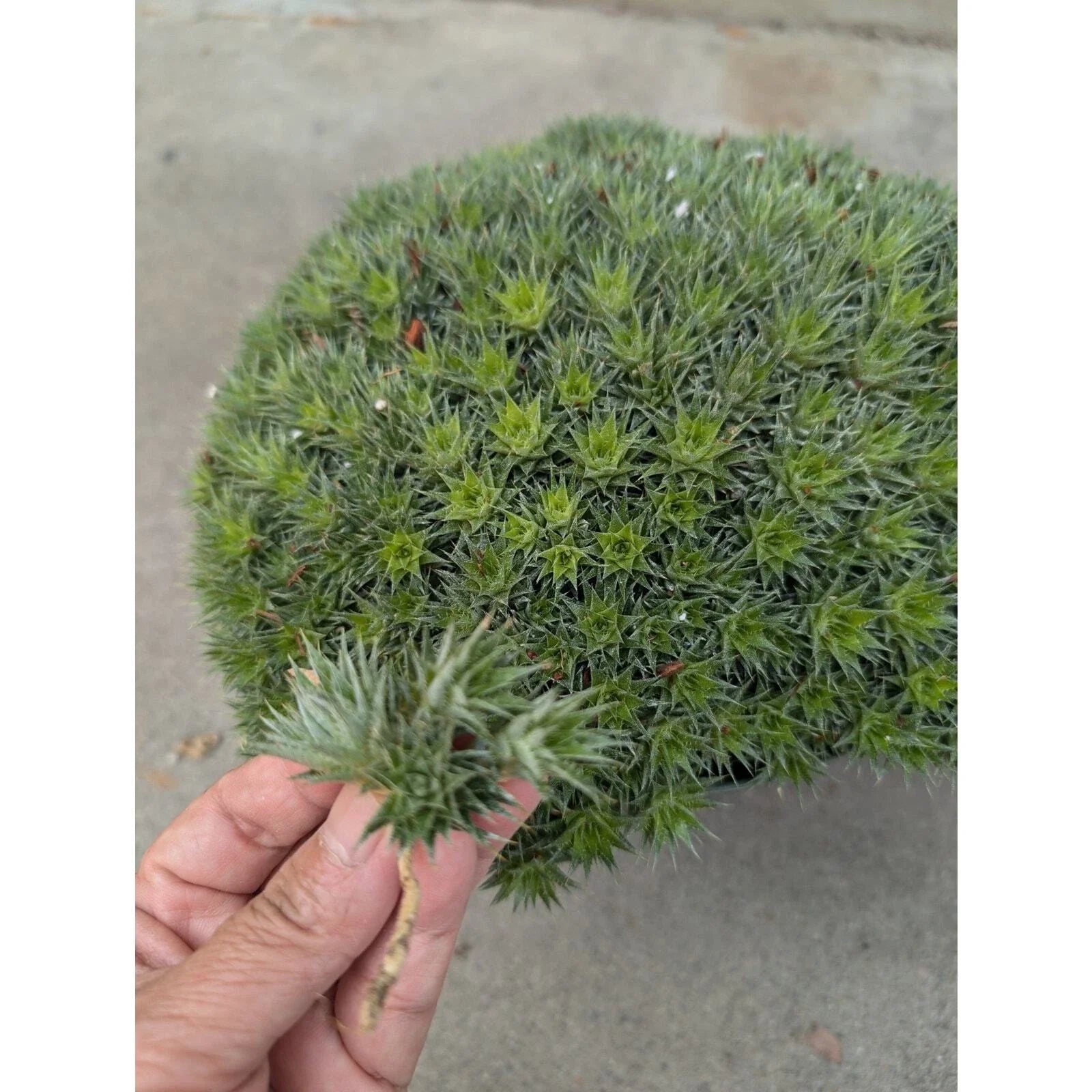 Deuterocohnia brevifolia Plant Cuttings - Succulent Rosette Green Houseplant Decor - Low-Maintenance Indoor or Outdoor Plant