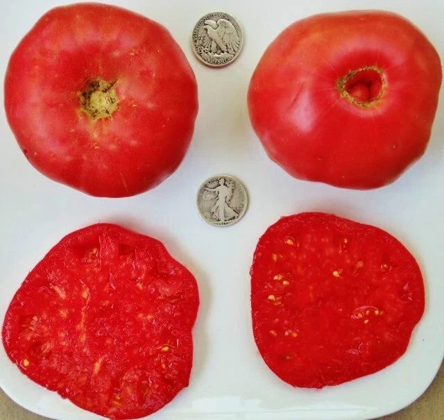 Mortgage Lifter Tomato Seeds - Heirloom Lycopersicon lycopersicum, 25 Pack, Large Fruit, Non-GMO, Open-Pollinated, Heirloom Variety