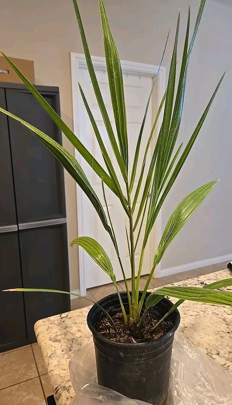 Medjool Date Palm Tree, 7-Inch Potted Phoenix Dactylifera, Indoor/Outdoor Live Plant, Tropical Fronds