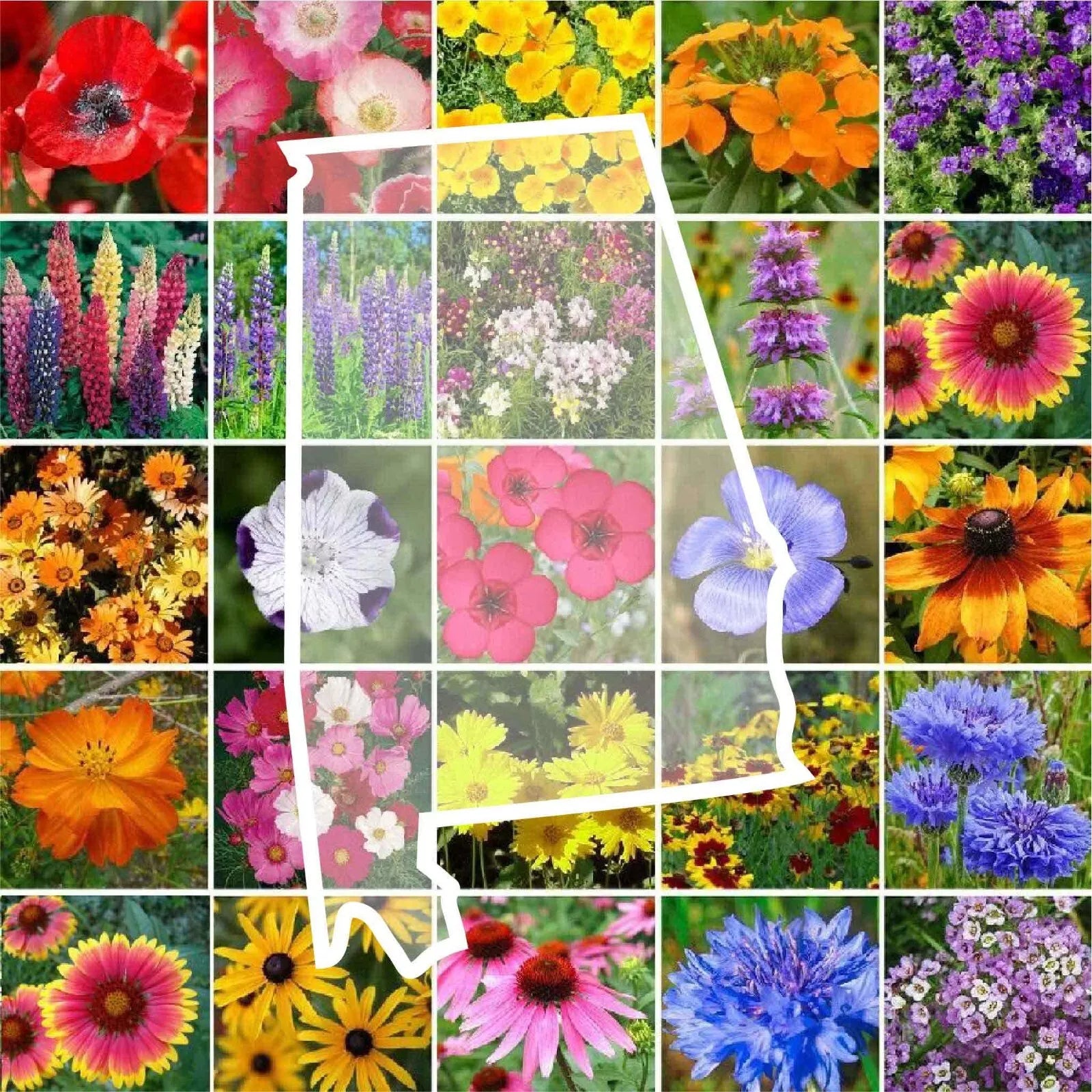 Wildflower Seed Mix - Alabama Native Perennial & Annual - 25 Types Non-GMO Seeds - Pollinator Attracting Garden Plant Pack