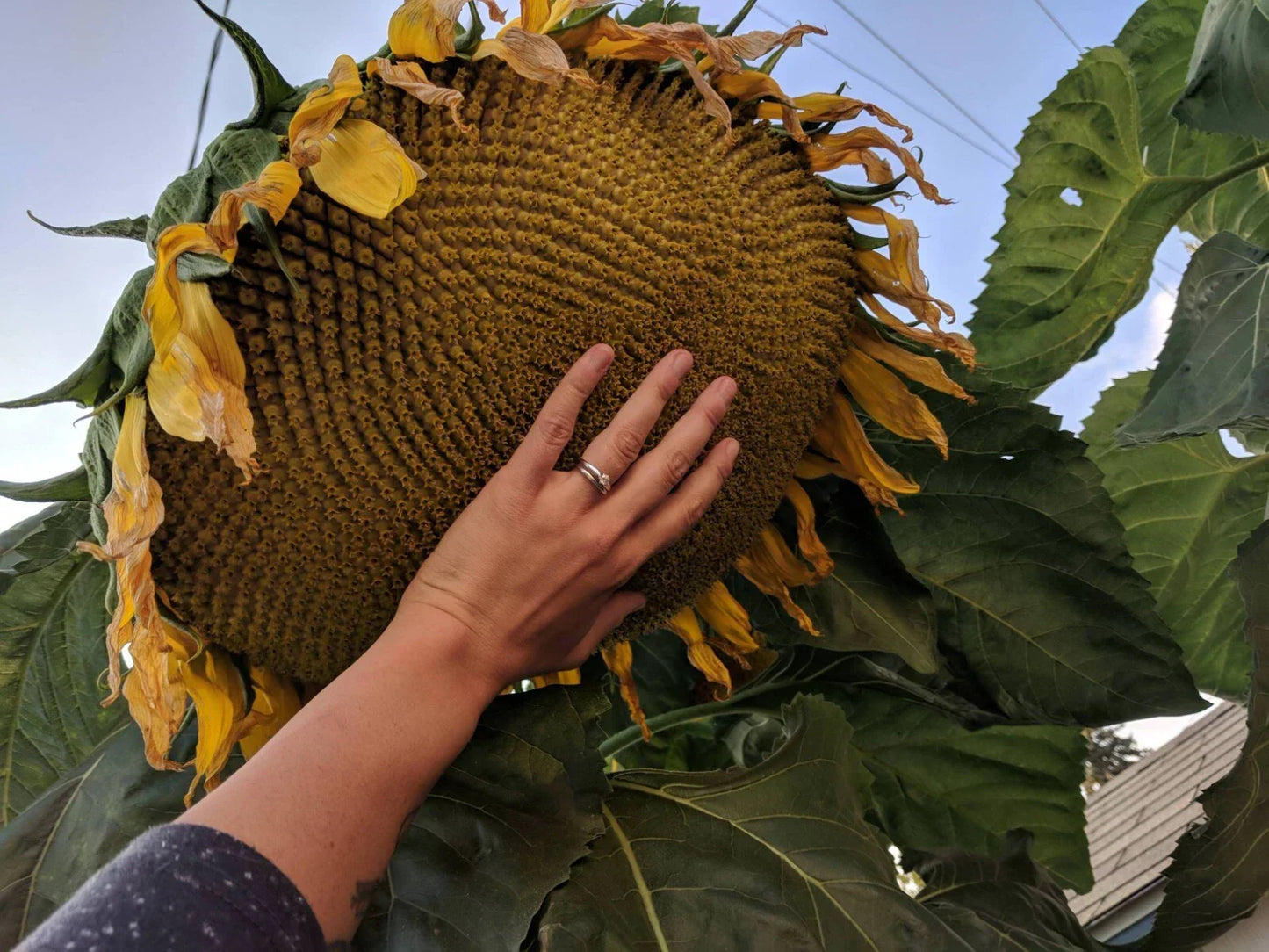 Mammoth Grey Stripe Sunflower Seeds - 25+ Count - Giant Helianthus annuus
