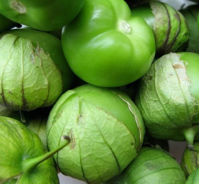 Tomatillo Seeds 200+ "Verde" Physalis ixocarpa Latin American Culinary Vegetable for Garden Planting