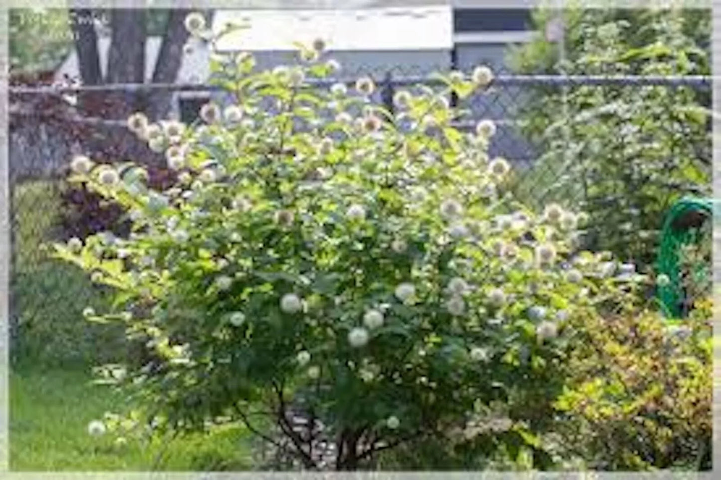 Buttonbush Plant Live Bare Root Native Cephalanthus occidentalis for Wet Soils, Rain Gardens, Woodland Gardens