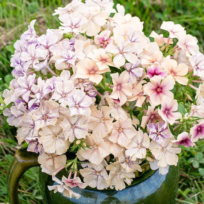 Creme Brulee Phlox Seeds - 100+ Count, Garden Planting, Phlox paniculata, Vibrant Blooms, Attracts Pollinators, Easy to Grow