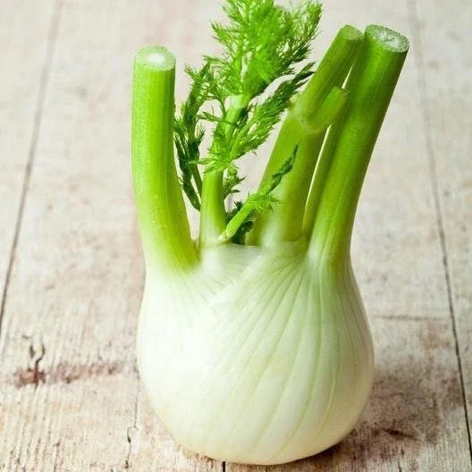 Florence Fennel Seeds Packet – Non-GMO Herb for Home Garden, Foeniculum vulgare var. dulce, Aromatic Culinary Herb