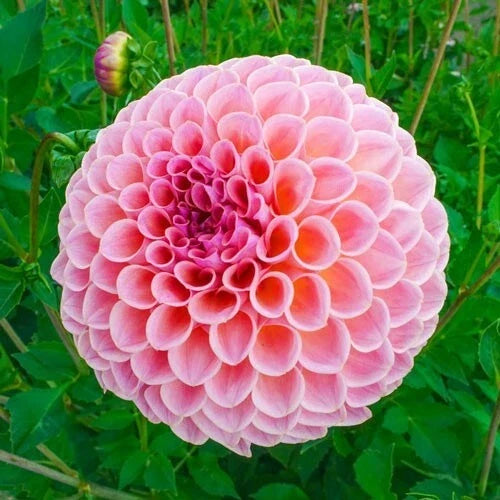 Winnie Dahlia Flower Seeds - Perennial Garden Seeds for Planting - Dahlia pinnata, Vibrant Blooms, Easy to Grow