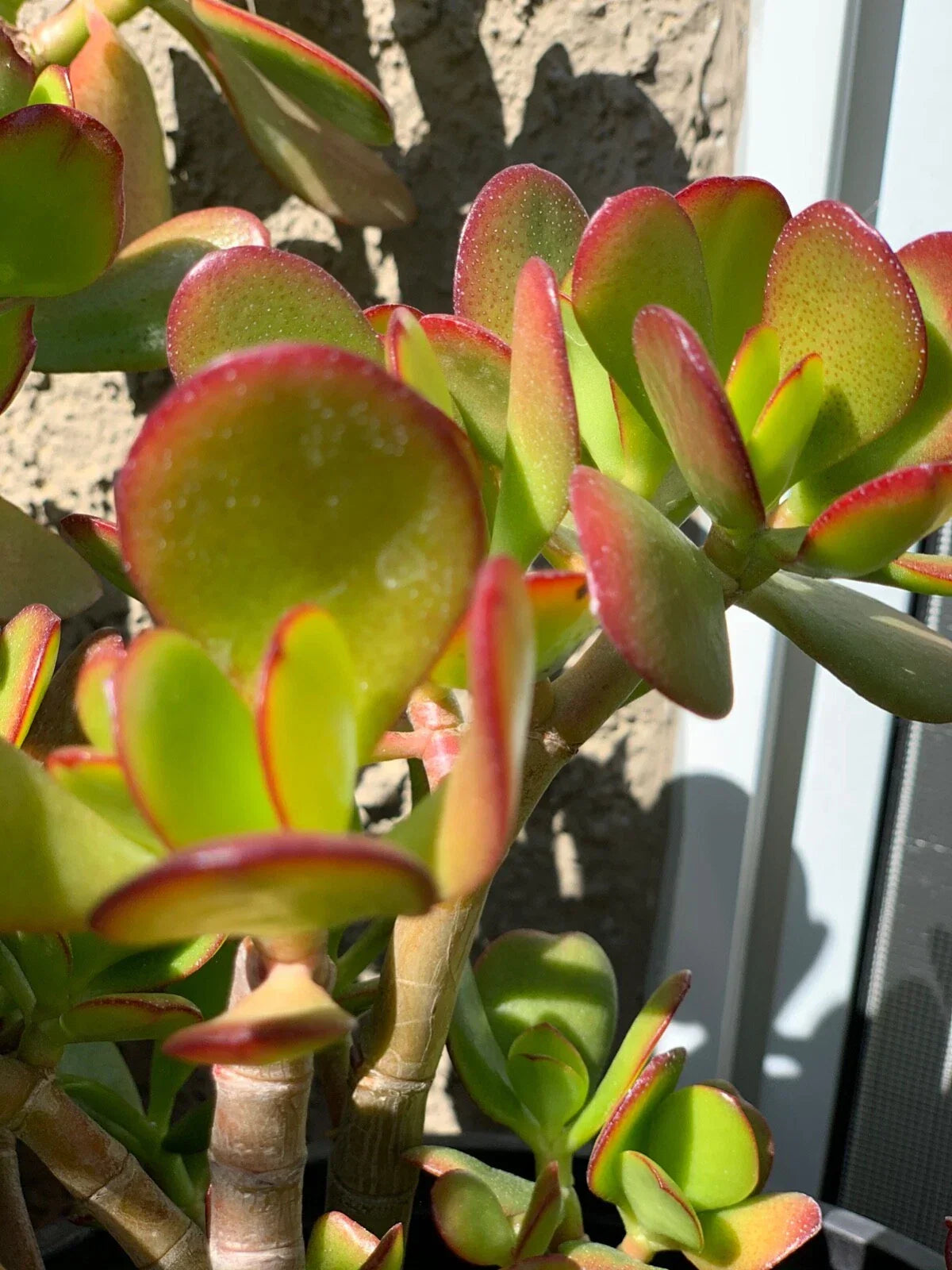 Jade Succulent Cuttings - 3 Healthy Crassula ovata Cuttings for Indoor and Outdoor Gardening