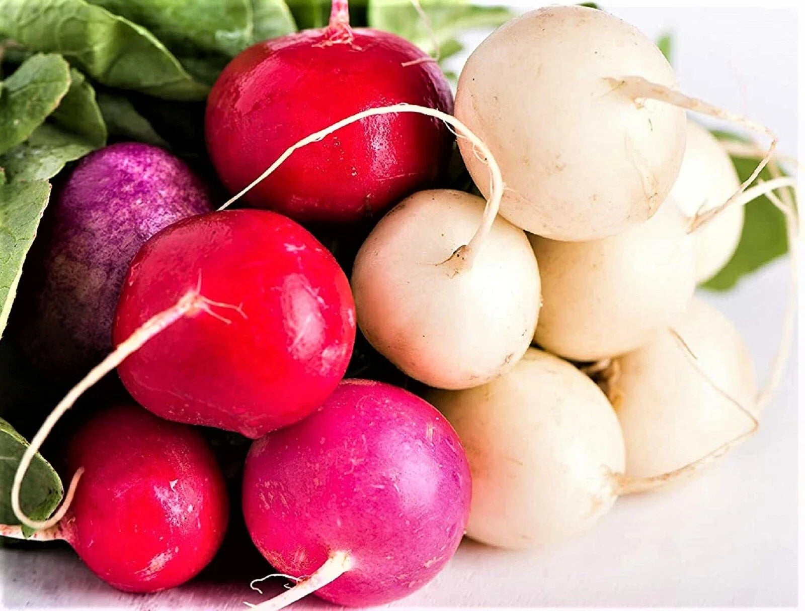 Easter Egg Radish Seeds Non-GMO Pack of 200+ Raphanus sativus for Home Garden, Colorful, Fast-Germinating Vegetables