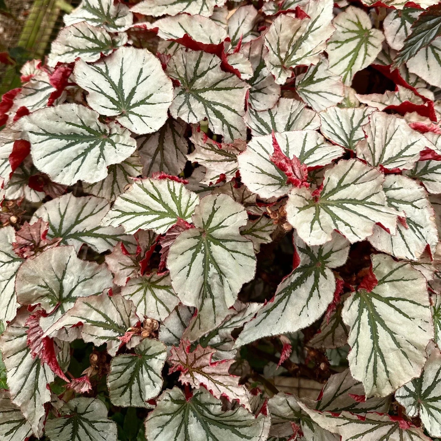 Angel Wing Begonia Looking Glass - Rare Silver Leaf Indoor Plant Plug - Begonia maculata
