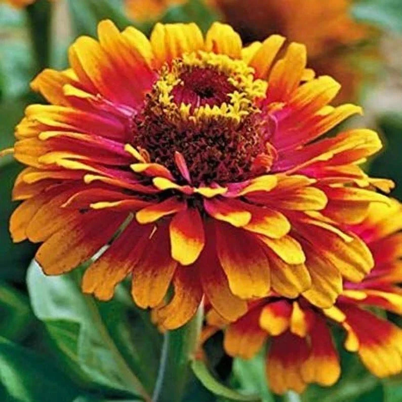 Zinnia Seeds – Organic Zowie Yellow Flame – Bright Yellow Flowers – Zinnia elegans – Garden, Flower Bed, Cut Flower