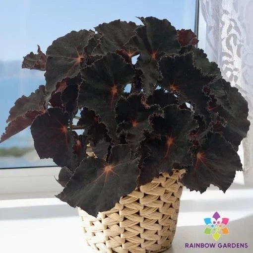 Cherry Sparkle Begonia Seeds – 25+ Pack for Indoor and Outdoor Planting – Begonia x tuberhybrida