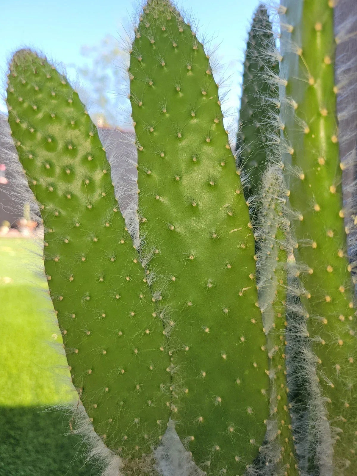 Opuntia Snow White Prickly Pear Cactus Cutting - Rare Unique Succulent for Indoor & Outdoor Gardening