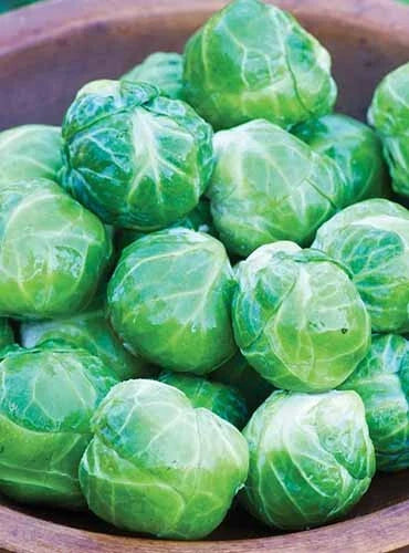 Mighty Brussels Sprouts Seeds - 500+ Non-GMO Heirloom Brassica oleracea for High Yield Vegetable Gardening
