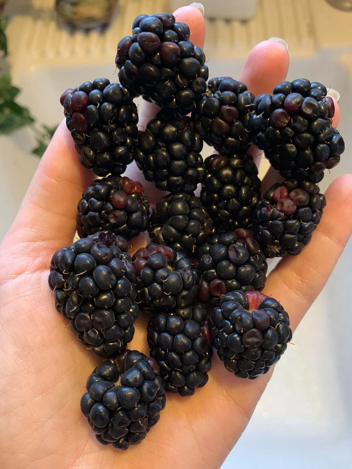 Blackberry Seeds - 500 Organic Rubus fruticosus - USA Grown Edible Berry Bush