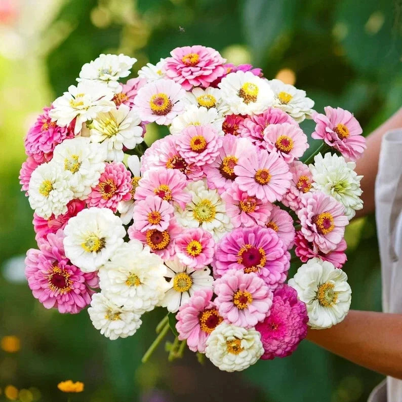 Blushing Bride Zinnia Seeds - Organic Mix, Vibrant Colors, Butterfly Attractant, Zinnia elegans, 100 Seeds, Full Sun, USA Grown