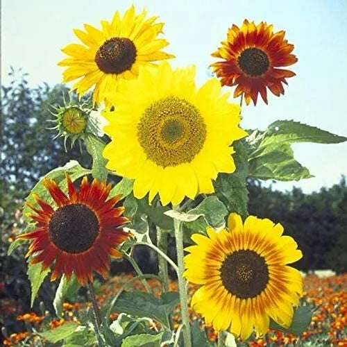 Mardi Gras Mix Sunflower Seeds - Colorful Blooms for Garden, Hummingbird & Butterfly Attraction - Helianthus annuus
